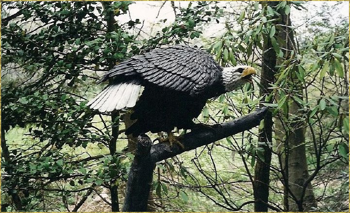 Bald Eagle On Branch